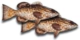 Black Grouper Fillet, 1 Pound