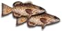 Black Grouper Fillet, 1 Pound