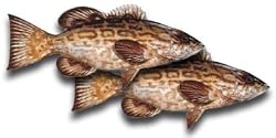 Black Grouper Fillet, 1 Pound