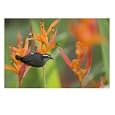 Bananaquit (Coereba Flaveola) Perched on Orange Heliconia Flower Photographic Poster Print by Roy Toft, 24x18
