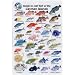 All Products : Cayman Islands Fish I.D. Card
