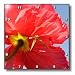 Red Iceland Poppy Flowers Photography - 10x10 Wall Clock