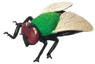 Childrens Toyshop  Toys : Toy Fly