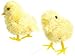 Accent Design Floral and Garden Accents Barnyard Bird Chick with Wire 2 1/2 Feather, Yellow