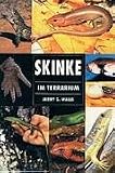 Skinke im Terrarium.