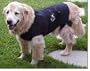 Anxiety Wrap for Medium Dogs - Small