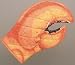 Lobster Claw Oven Mitt 25 135
