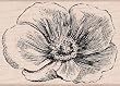 Etched Flower by Hero Arts