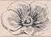 Etched Flower by Hero Arts