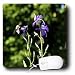WhiteOak Photography Floral Prints - Bee on top of purple flower - Mouse Pads