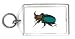Keychain with green, beetle, insect, rhinoceros, horn, brown