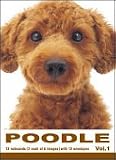 THE DOG Notecard Vol. 1 - Poodle