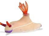 A toxic Hypselodoris species of nudibranch Photographic Poster Print by David Doubilet, 40x30