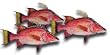 Hog Snapper Fillet, 1 Pound