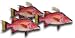 Gourmet Food : Hog Snapper Fillet, 1 Pound