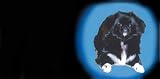 AIRBRUSHED LICENSE PLATES -PEKINESE LICENSE PLATE - #1369