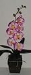 Phaleonopsis Orchid (pink) in Dark Wood Container