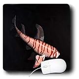 Steve Shachter Art - STRIPED DOGFISH - Mouse Pads