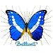 Blue Butterfly Litho Womens Scoop Neck T-Shirt