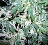 1 m Japanese Maple Plant - Acer Palmatum Butterfly