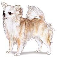 7.5cm x 5cm Acrylic Fridge Magnet-Chihuahua