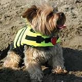 Paws Aboard Doggy Life Jacket