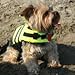 Paws Aboard Doggy Life Jacket