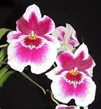 Miltoniopsis Kelly Barfield orchid Near Blooming Size