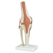 3B Scientific A82 Functional Knee Joint Model, 4.7" x 4.7" x 13.4"