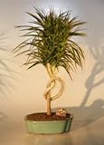 IMAGE OF Bonsai Boy's Dracena Bonsai Tree - Knotted Trunk Style Dracena Marginata
