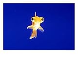 Goldfish with Bulging Eyes Subject Photographic Poster Print, 16x12