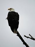 American Bald Eagle Photographic Poster Print, 18x24