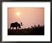 Moose Bull with Antlers Silhouetted at Sunset, Smoke of Wildfires, Denali National Park, Alaska, USA Photography Framed Art Poster Print by Steve Kazlowski, 22x18