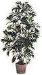 7 1/2' Bamboo Palm