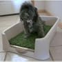 Pee Wee Dog Potty Medium