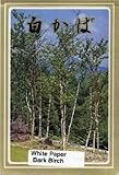 Bonsai Boy's Japanese Birch Bonsai Tree Seeds