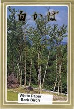Bonsai Boy's Japanese Birch Bonsai Tree Seeds