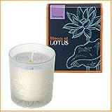 Bloom of LOTUS �t���O�����X�L�����h���@�C�����C���� 150g