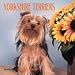 Book Dog Breeds Yorkshire Terrier Mini
