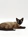 devon rex - Domestic Cat, Seal-Point Devon Si-Rex Animals Photographic Poster Print by Jane Burton, 12x16