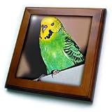 Budgie Parakeet - 8x8 Framed Tile