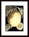 Fragrant Citrus I by Volkamer 14.00X18.00 Framed with Black Wood Frame