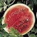 Sugar Baby Watermelon 40 Seeds