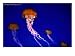 Jellyfish in Monterey Bay Aquarium, Monterey Bay, USA Animals Photographic Poster Print by John Elk III, 24x18