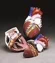 Anatomical Chart Co. Budget Jumbo Heart Model Item #: CH3