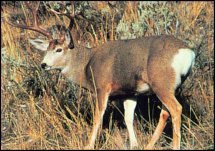 DELTA TRU-LIFE ANIMAL TARGETS SIZE 28"X42"Style: 109 Mule Deer