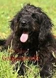 Goldendoodle