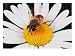 Drone Fly, Earistalis Species, a Honey Bee Mimic, Feeding on Nectar Animals Photographic Poster Print by George Grall, 24x18