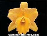 Blc Bouton D