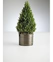 rosemary tree